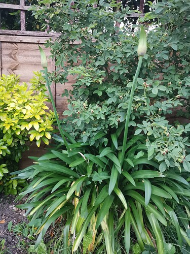 15617535076826388354793572324541