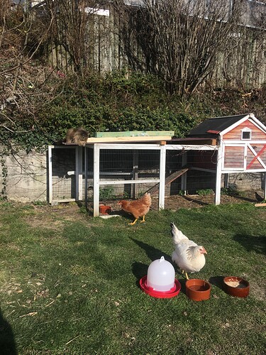 Photo 21.03.21 16 09 46