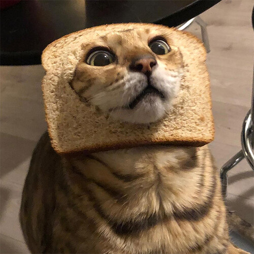 cat-breading7