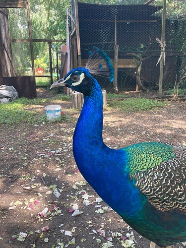 Photo 27.07.25 13 51 08