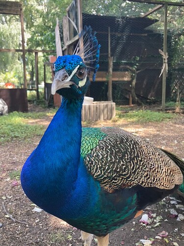 Photo 27.07.25 13 52 10